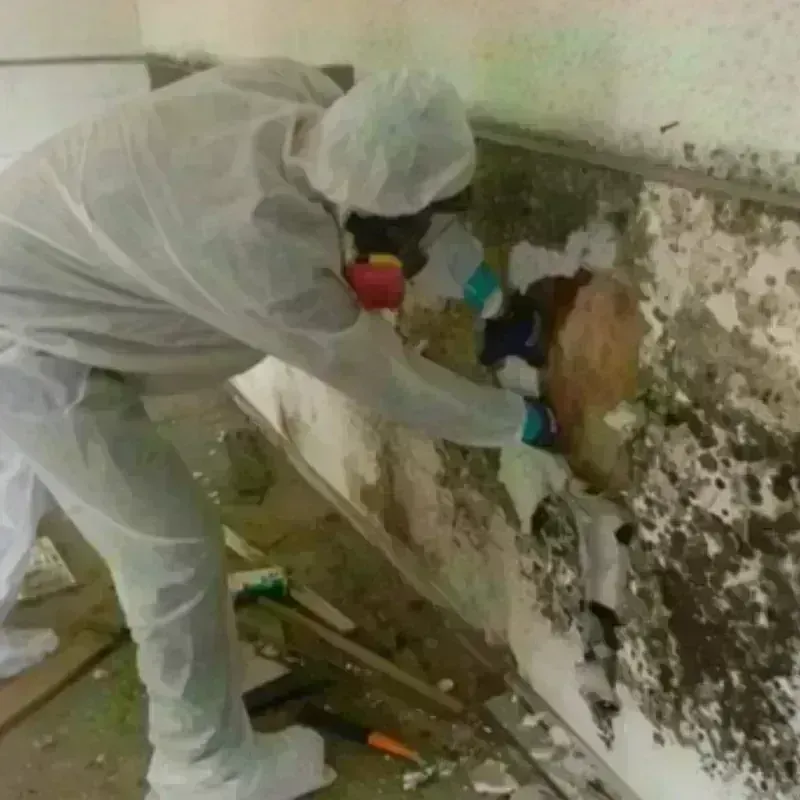 Mold Remediation and Removal in Jefferson, MD